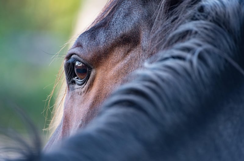 Silent Whispers Image